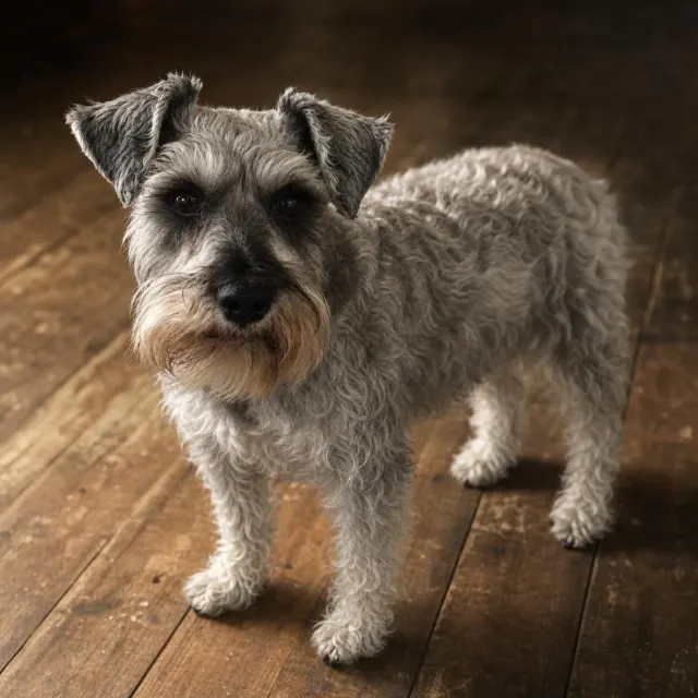 Phoxel result for a grey schnauzer, 3 of 3