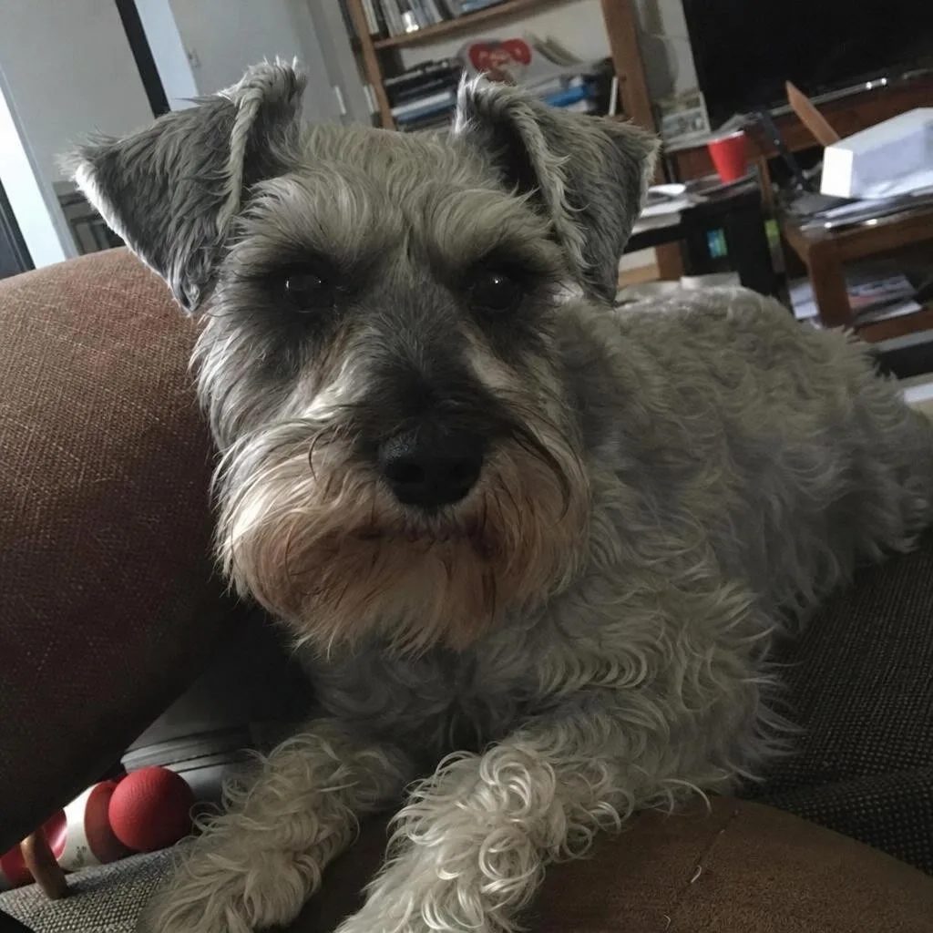 The reference: an ordinary phone photo of the actual dog.