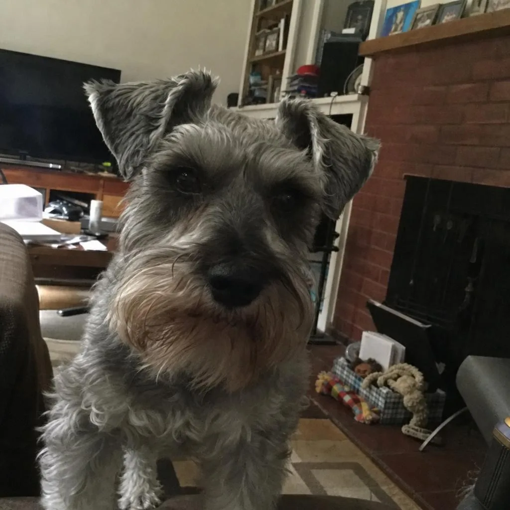 Source photo of a grey schnauzer, 2 of 2, taken on a phone