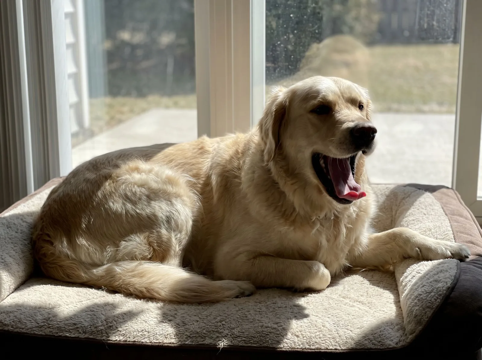 Source photo of a golden retriever, 1 of 3, taken on a phone