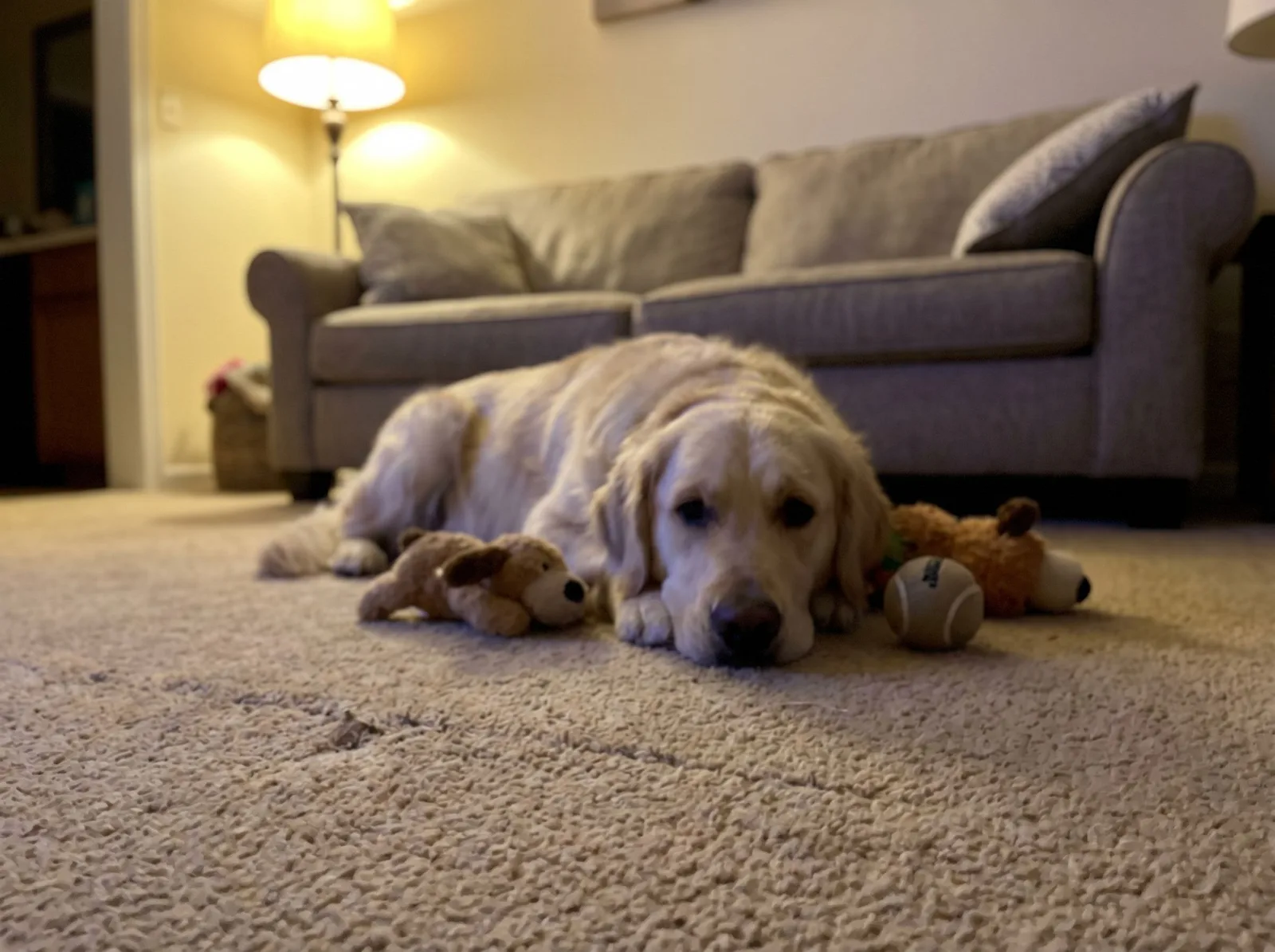 Source photo of a golden retriever, 2 of 3, taken on a phone