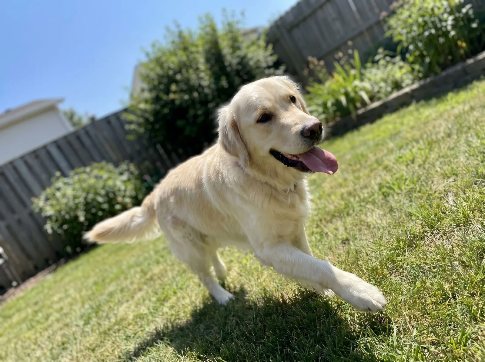 Source photo of a golden retriever, 3 of 3, taken on a phone