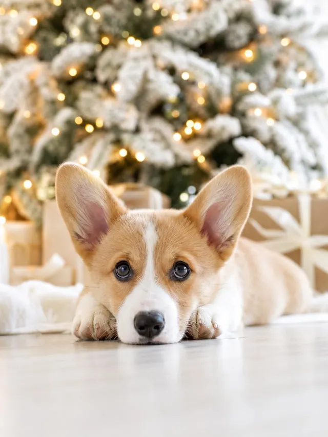 Pet portrait - Christmas
