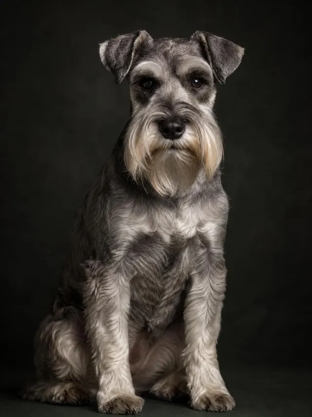 Pet portrait - Dark studio