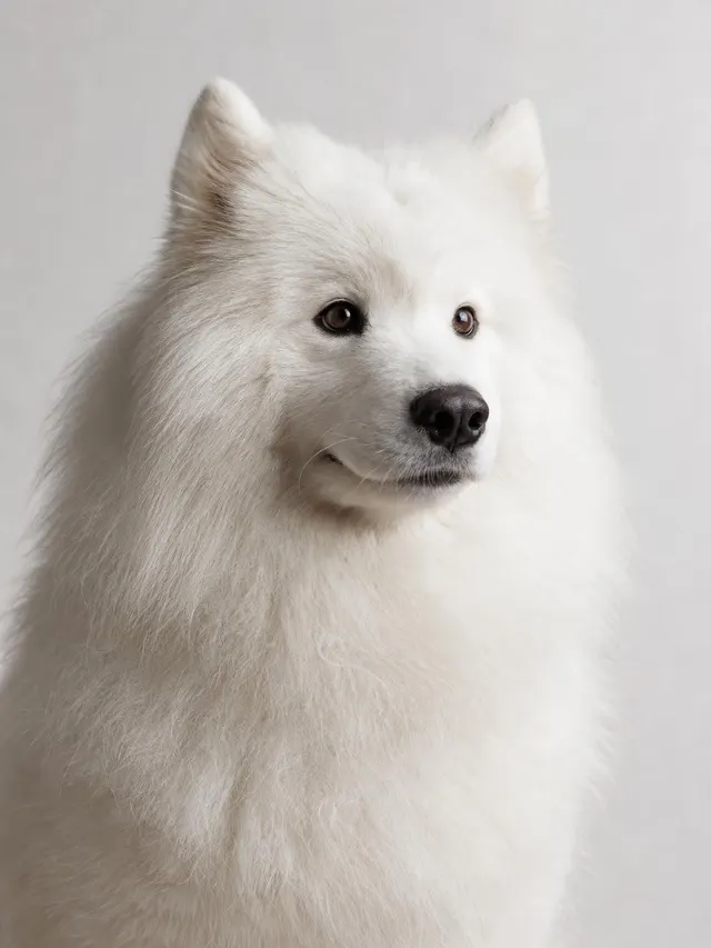 Studio pet portrait — Pets