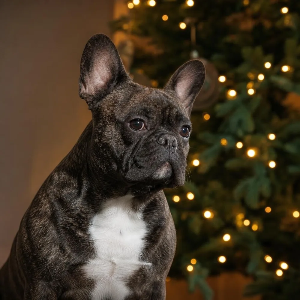 Christmas portrait with warm string lights