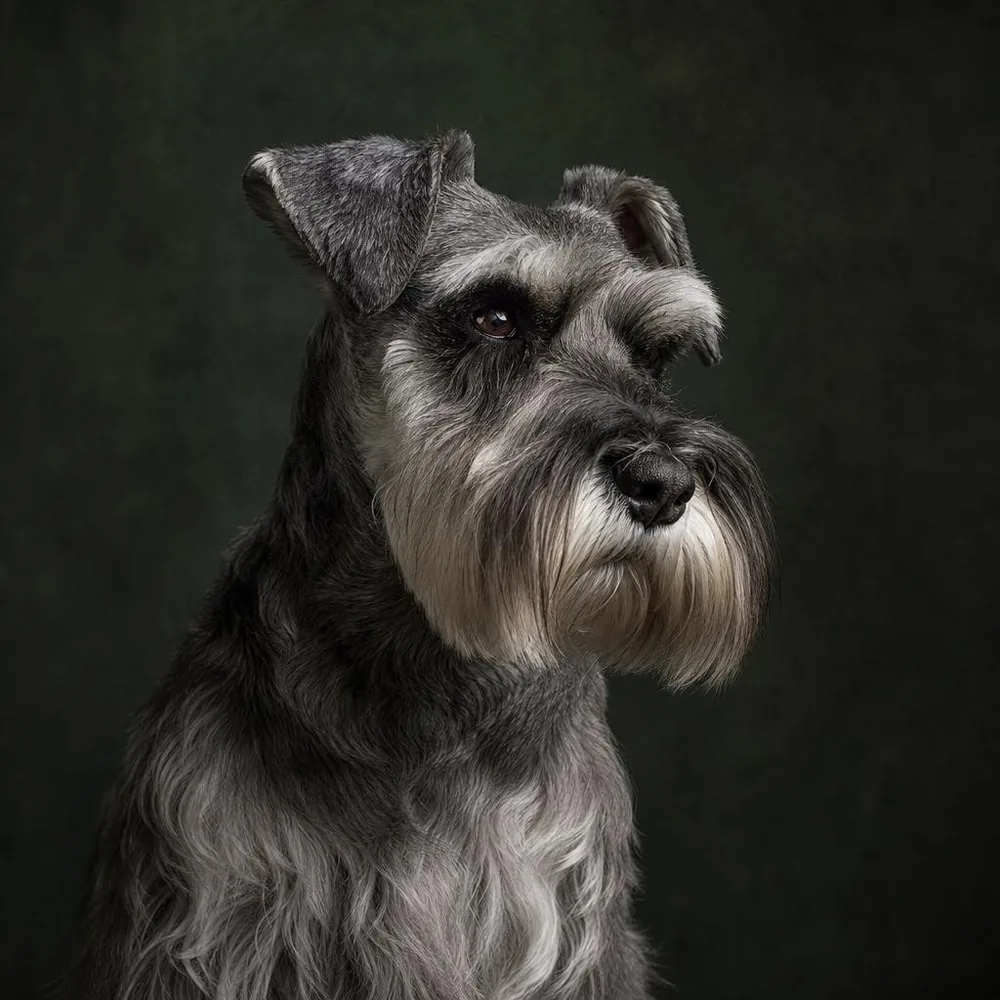 Dark studio portrait with rim light