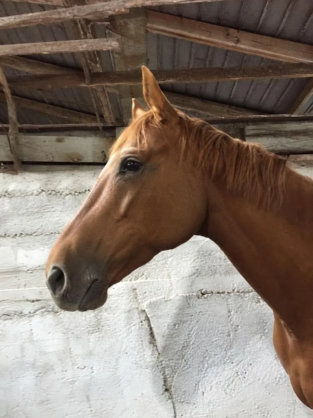Source photo of a chestnut horse, 1 of 1, taken on a phone